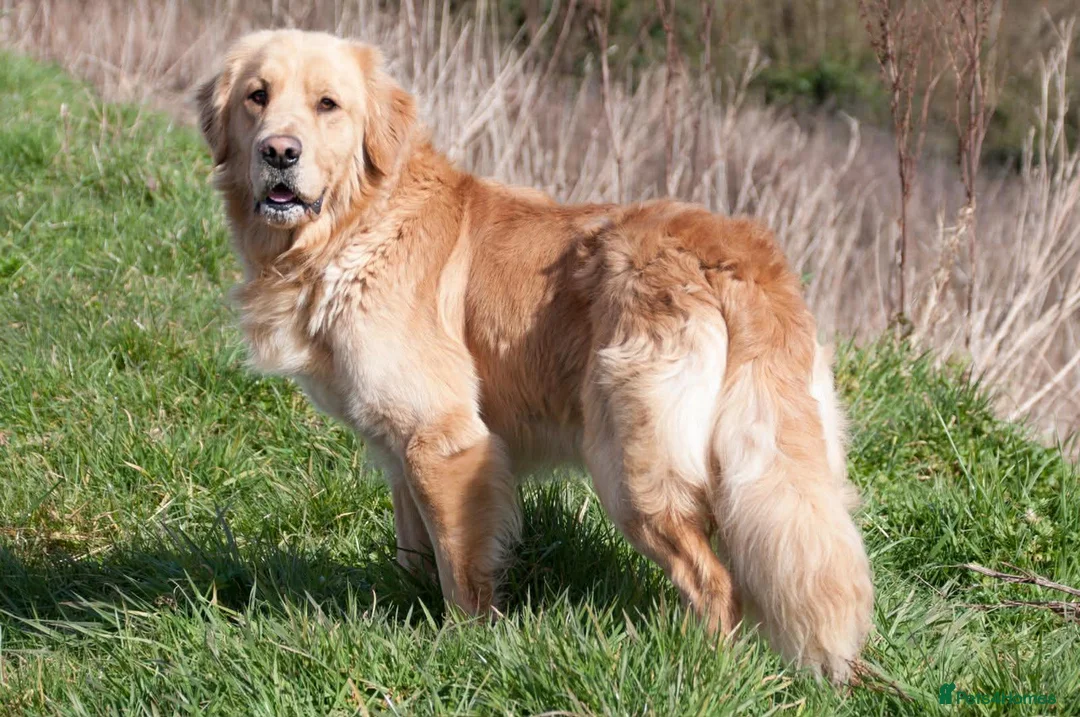 Golden Retriever dogs for sale: Championship lines puppies - Advert 2