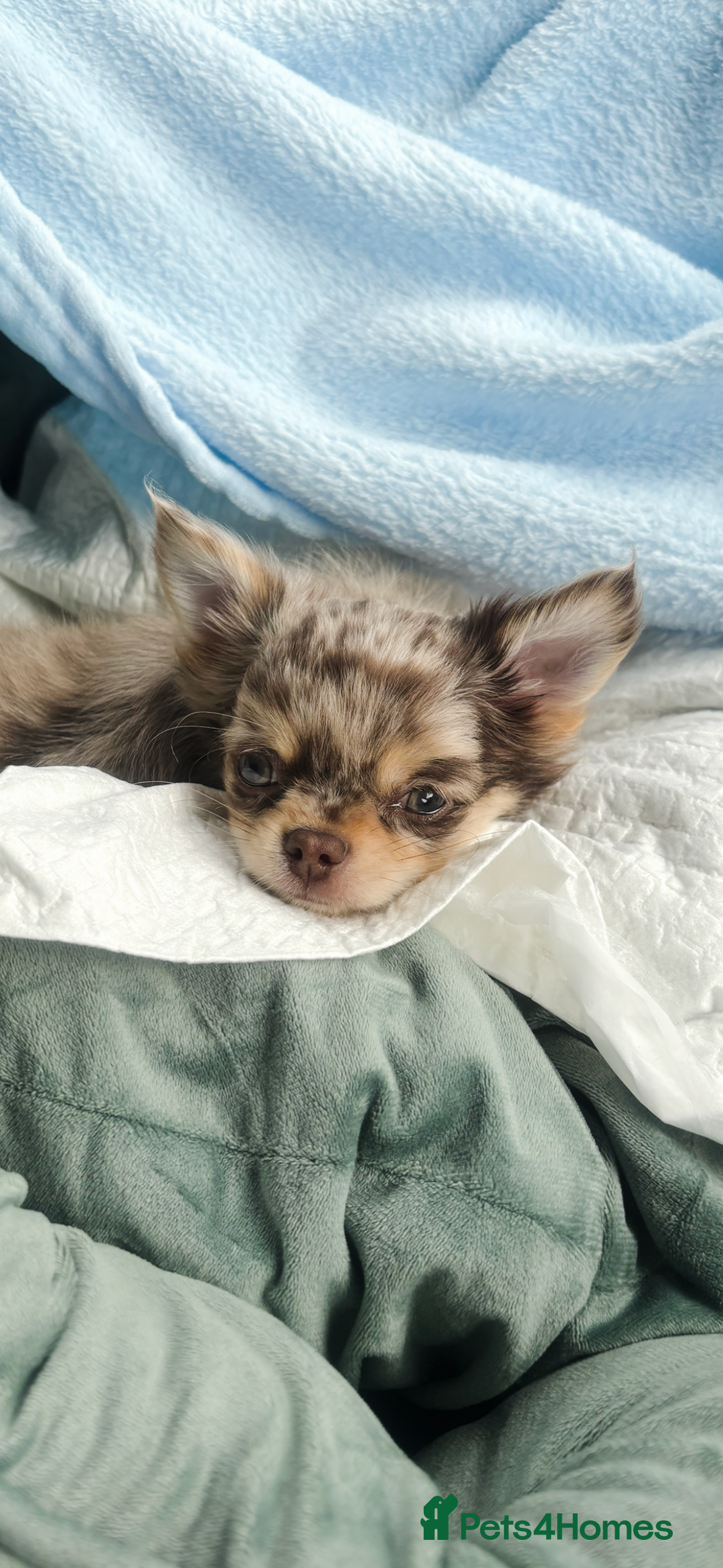 Chihuahua dogs for sale: Merle chihuahua  - Image 5