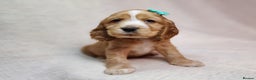 Cocker Spaniel dogs for sale: Show type unique markings cocker spaniel puppies  - Advert 9