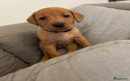 Labrador Retriever dogs for sale: 7 beautiful red fox Labrador puppies for sale.  - Image 14