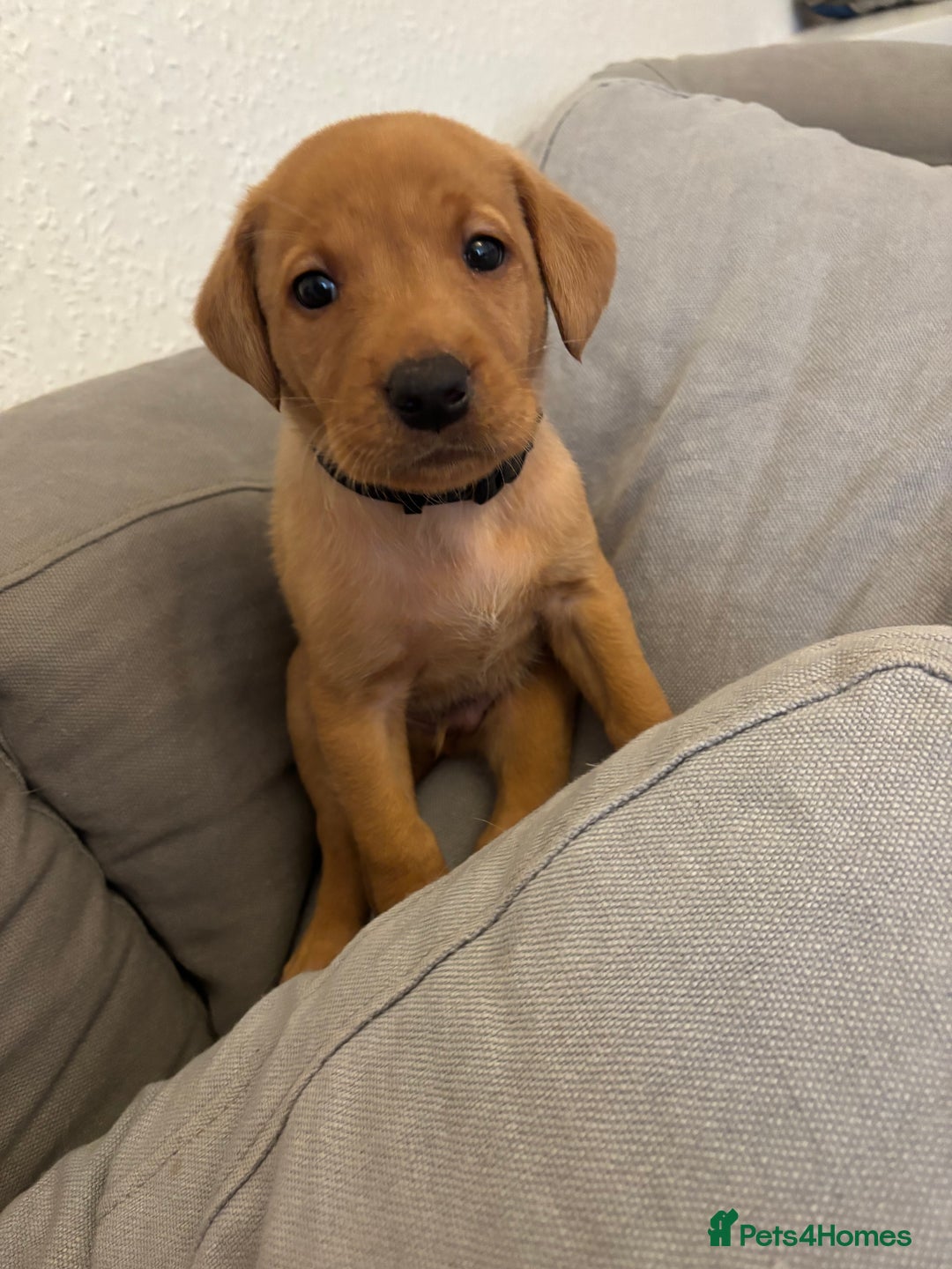 Labrador Retriever dogs for sale: 7 beautiful red fox Labrador puppies for sale.  - Image 14