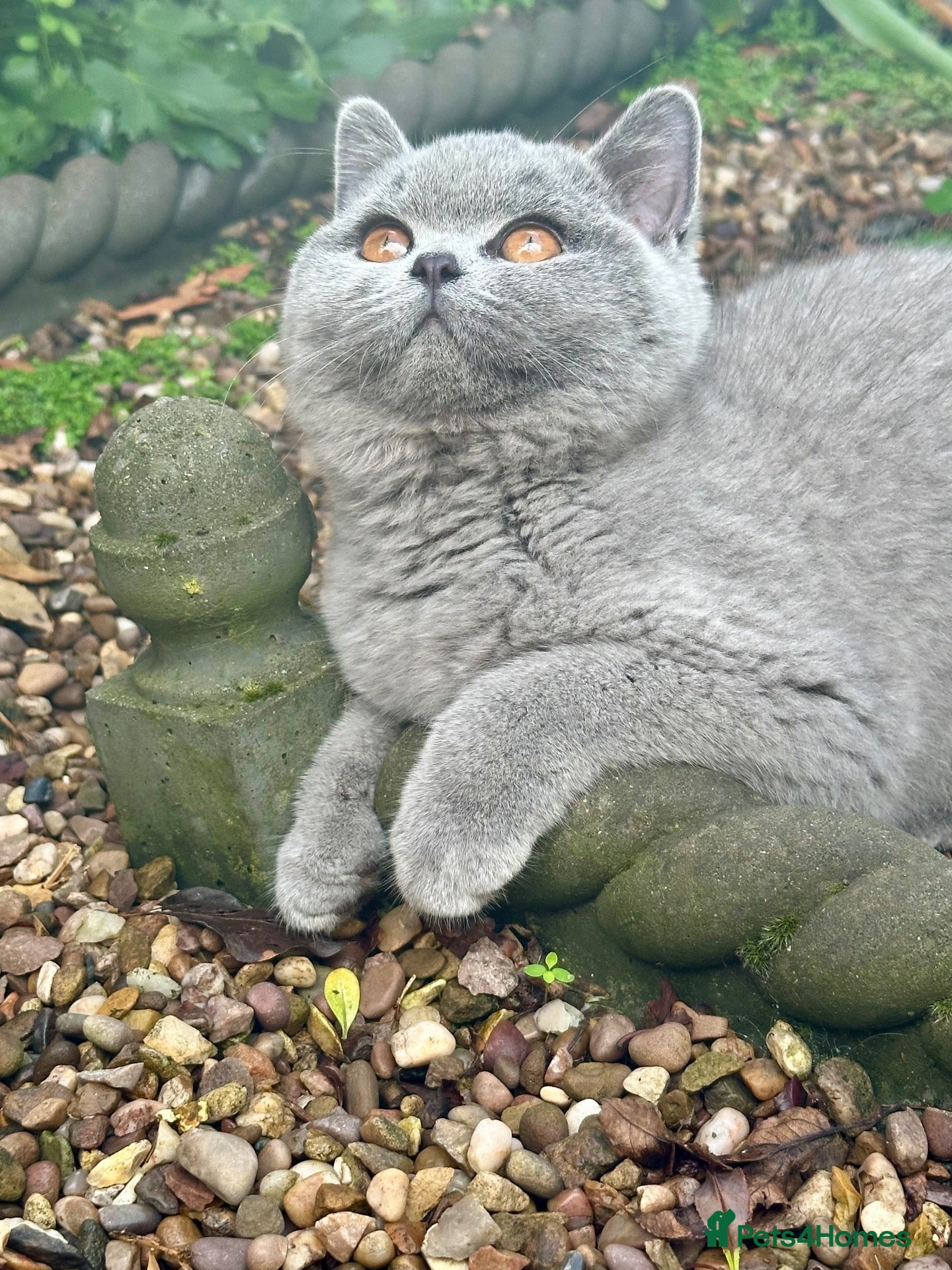 British Shorthair cats 5 Stunning BSH Blue and Lilac Kittens - Advert 1