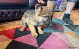 German Shepherd dogs for sale: German shepherd puppies 2 girls 1 male - Image 5