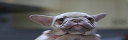 French Bulldog dogs for sale: French Bulldog Puppies Looking for Loving Homes - Advert 10