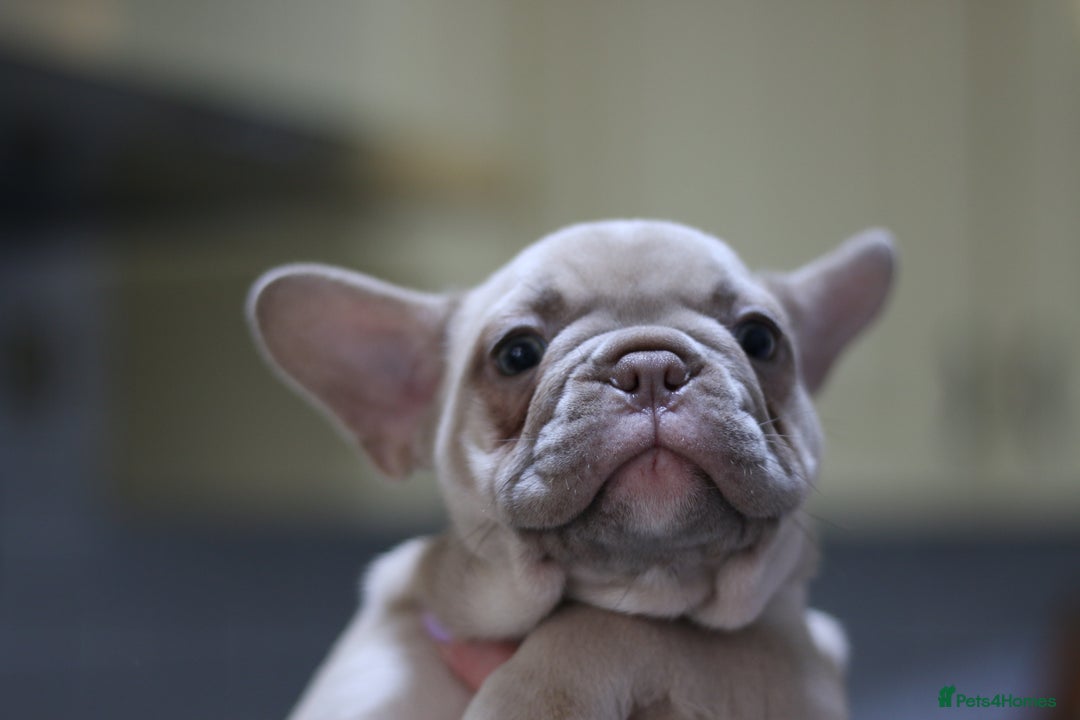 French Bulldog dogs for sale: French Bulldog Puppies Looking for Loving Homes - Advert 10