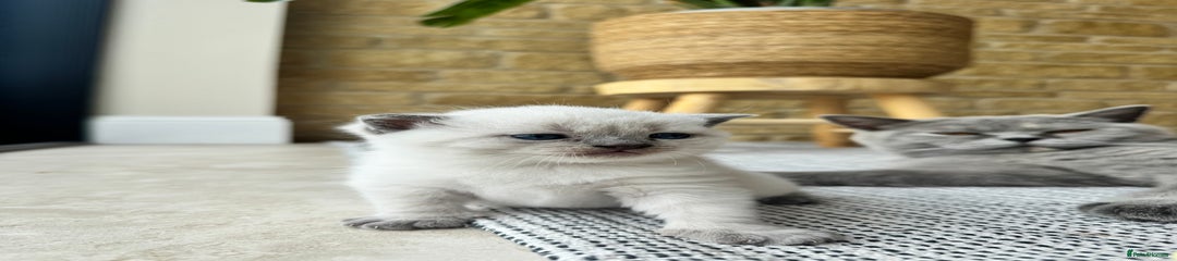 British Shorthair Kitten 1
