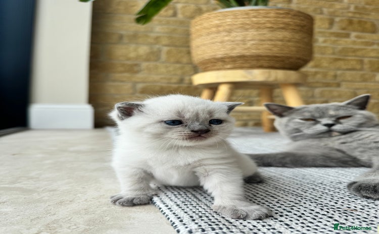 British Shorthair cats - Advert 7