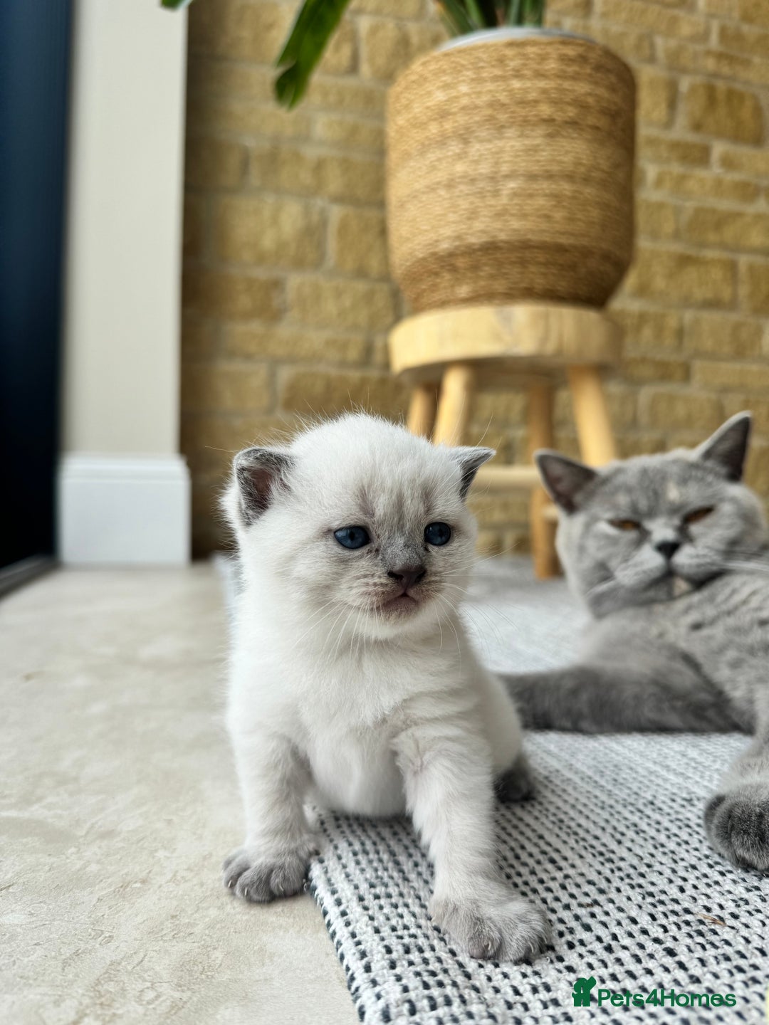 British Shorthair cats for sale: PEDIGREE BRITISH SHORTHAIR KITTENS COLOURPOINT - Image 1