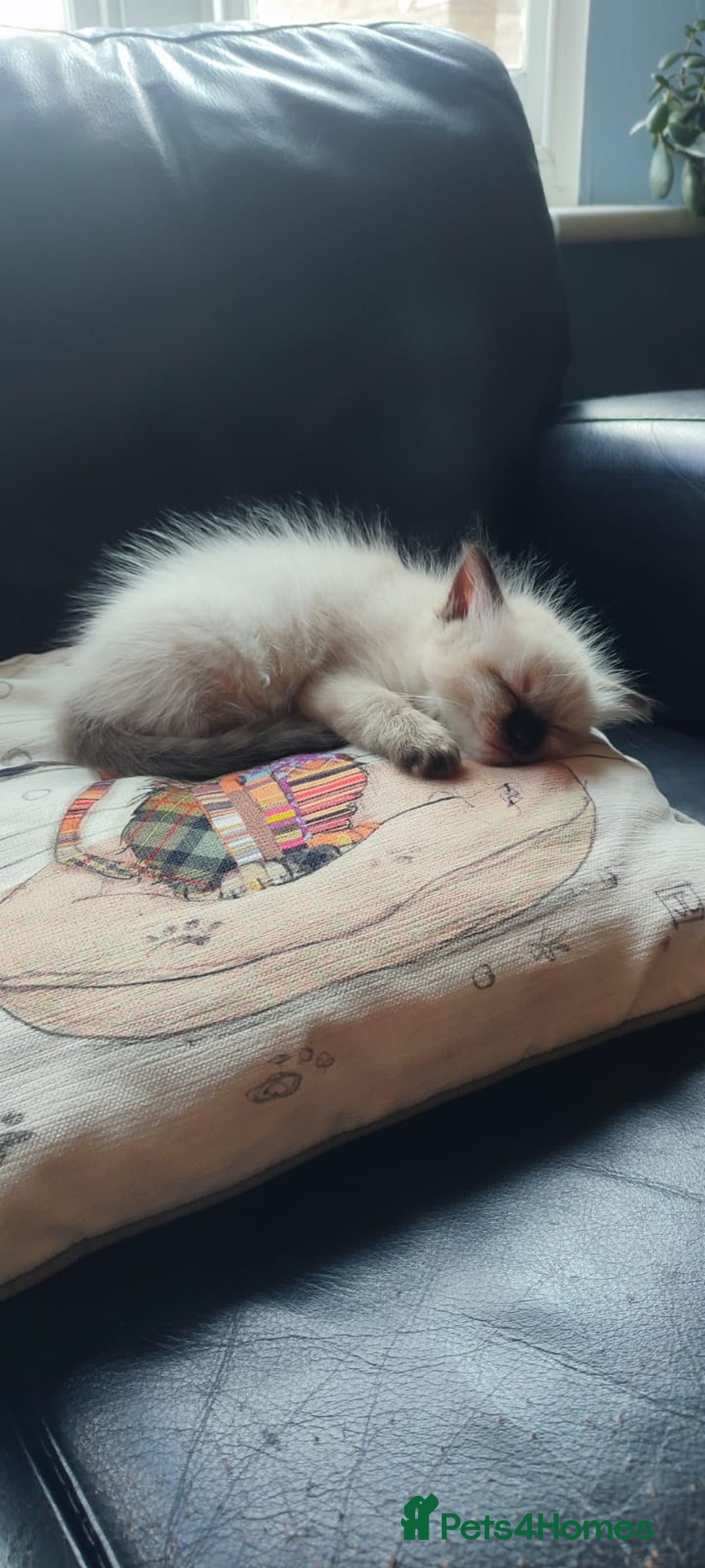 Ragdoll cats for sale: Beautiful Ragdoll kittens - Image 25