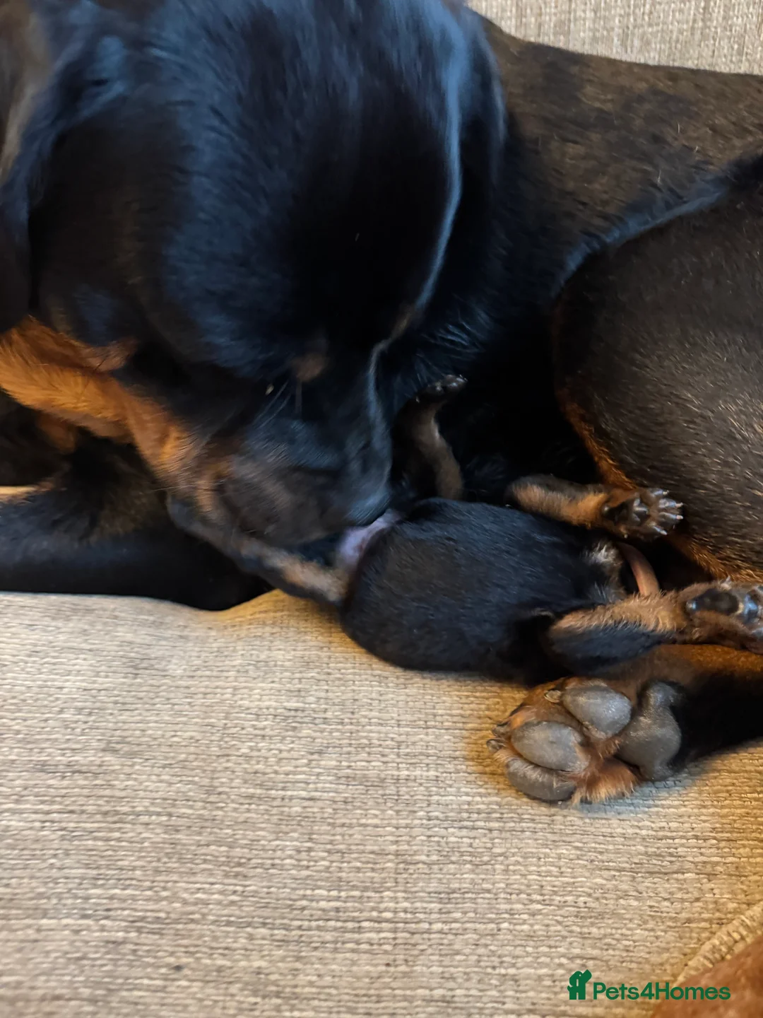 Rottweiler dogs for sale: Beautiful Rottweiler puppies for sale  - Advert 14