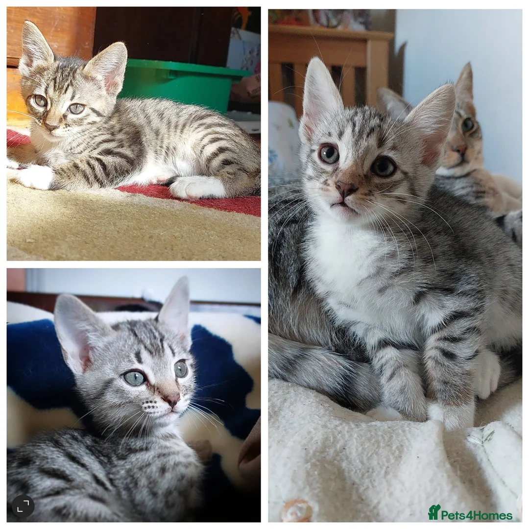 Savannah cats for sale: Adorable silver spotted Savannah SBT kittens - Advert 1