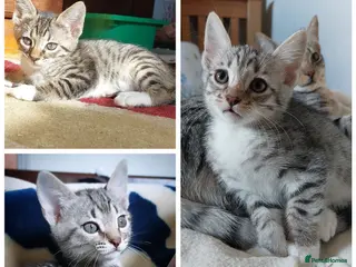 Savannah cats Adorable silver spotted Savannah SBT kittens - Advert 8