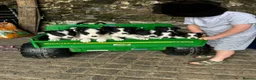 Border Collie dogs for sale: Adorable Border Collie puppies  - Advert 1