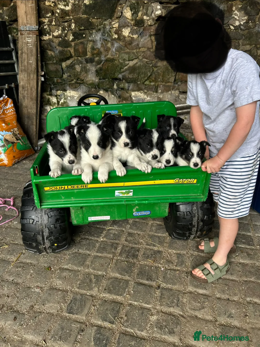 Border Collie dogs for sale: Adorable Border Collie puppies  - Advert 1