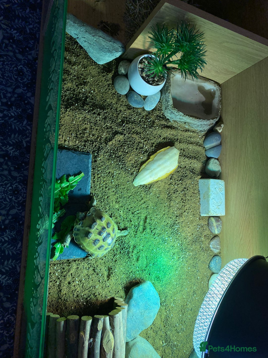 Tortoise reptiles for sale: Tortoise Russian Horsefield - Image 7