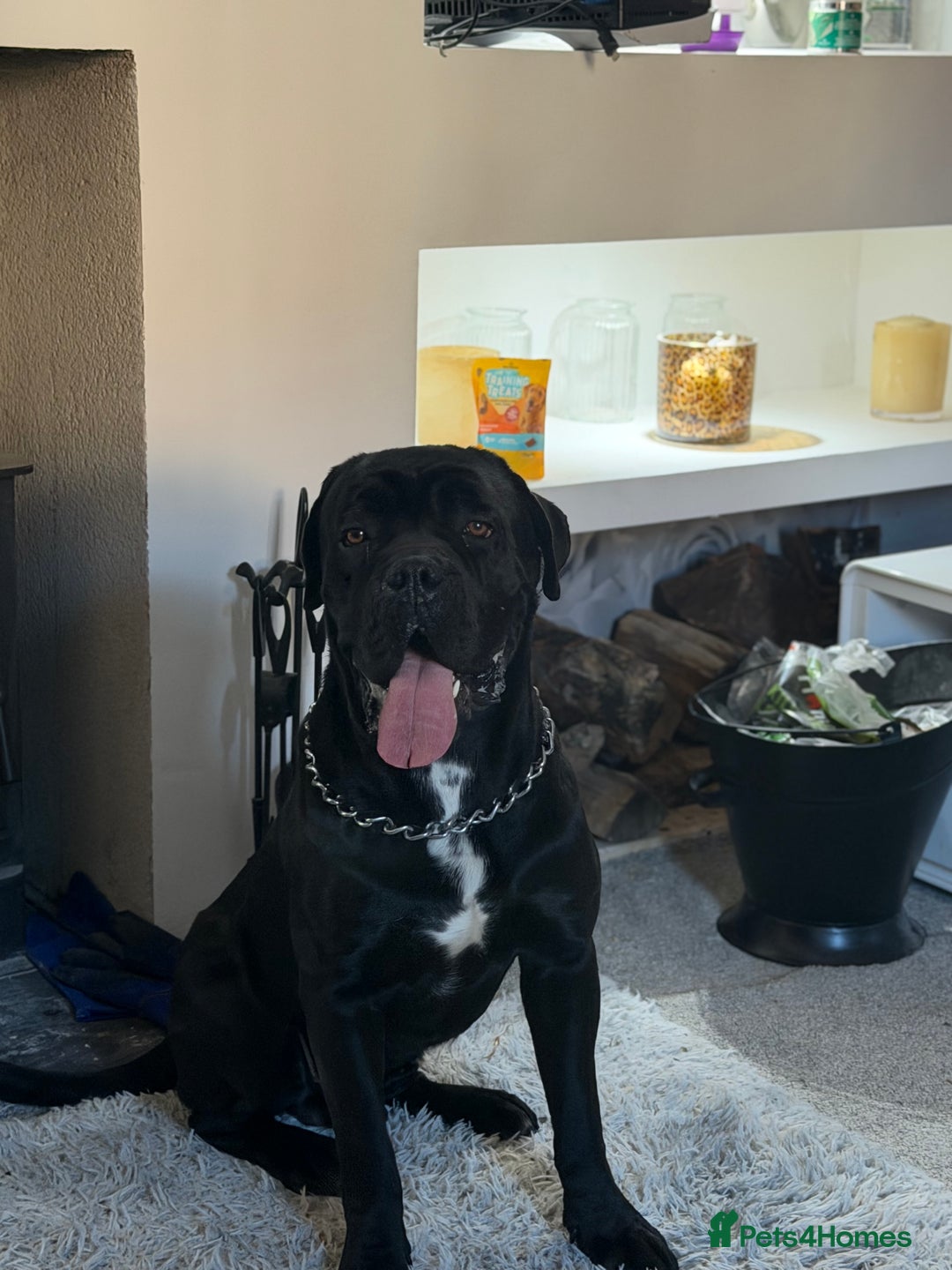 Cane Corso dogs for stud: Cane corso for stud - Advert 2