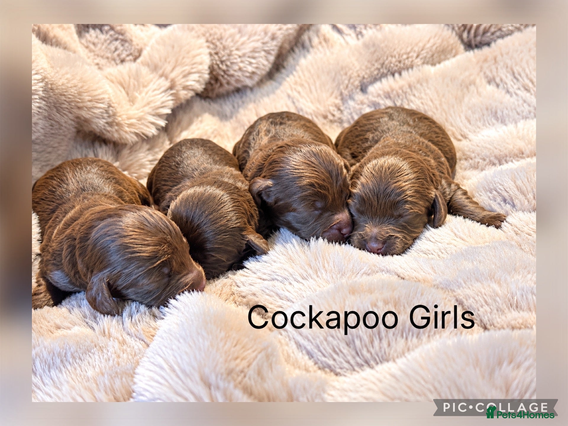 Cockapoo dogs for sale: Stunning F1 Choc Cockapoo’s - Advert 2