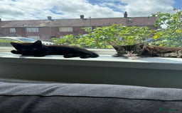 British Shorthair cats for sale: Gorgeous British Shorthair kitten - Image 4