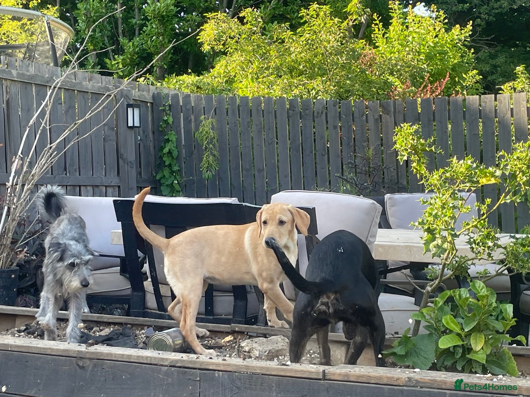 Labrador Retriever dogs for sale: Lab girl puppy  - Image 2