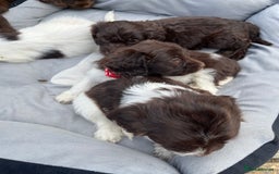Mixed Breed dogs for sale: Beautiful cockapooXspringer puppies - Image 5