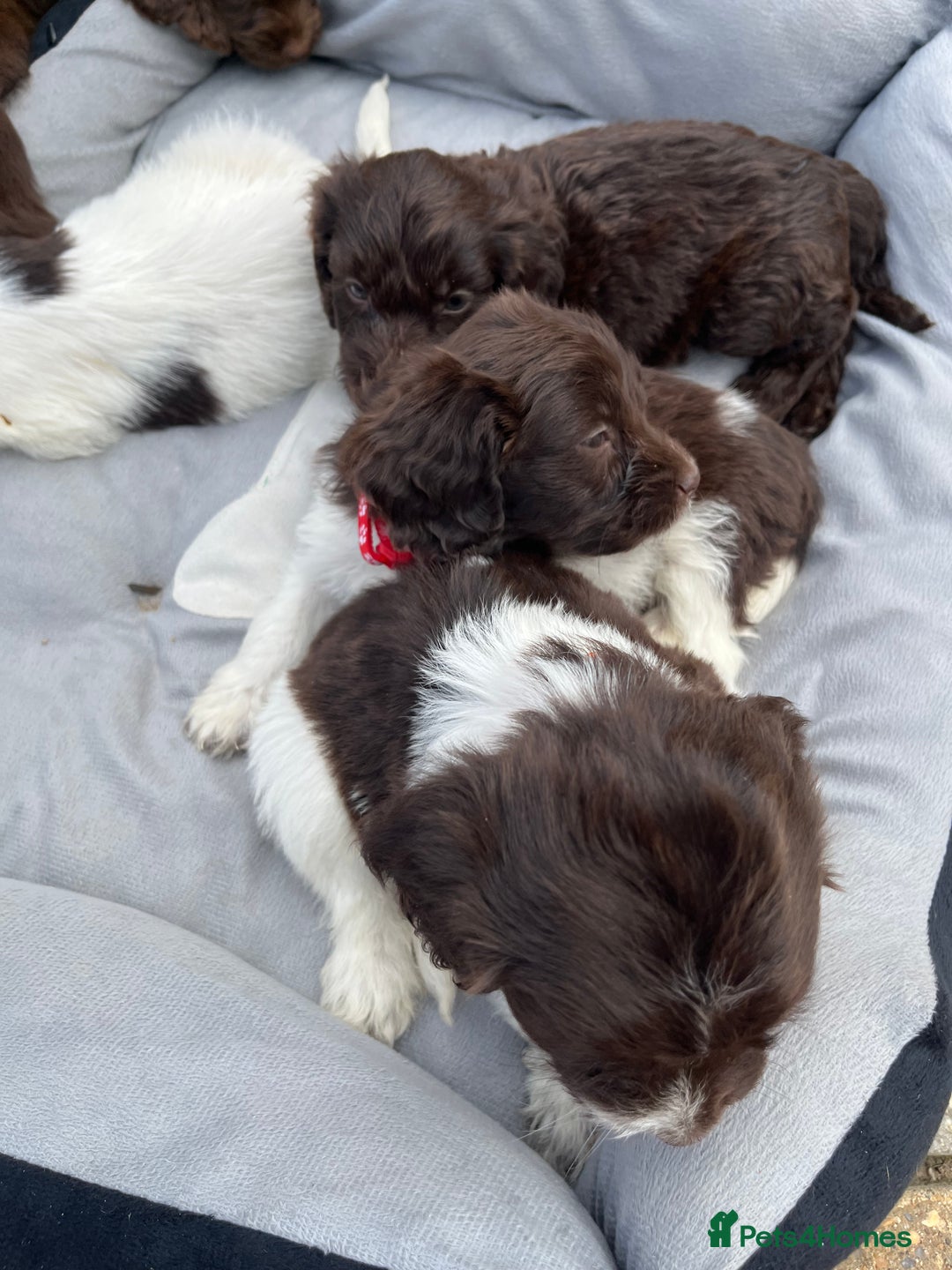 Mixed Breed dogs for sale: Beautiful cockapooXspringer puppies - Image 5