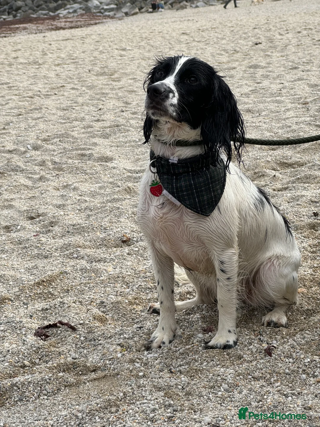 Sprocker dogs for sale: Beautiful F2 Sprocker Puppies  - Advert 1