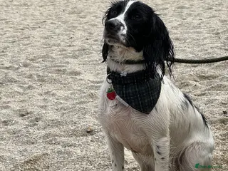 Sprocker dogs Beautiful F2 Sprocker Puppies - Advert 11