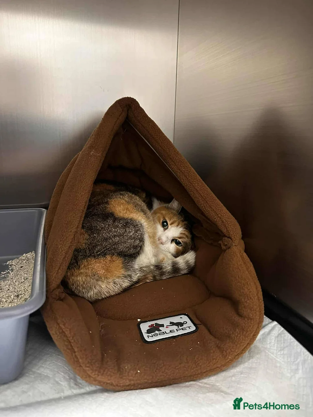 Mixed Breed cats for adoption: Carolina for adoption - Advert 4