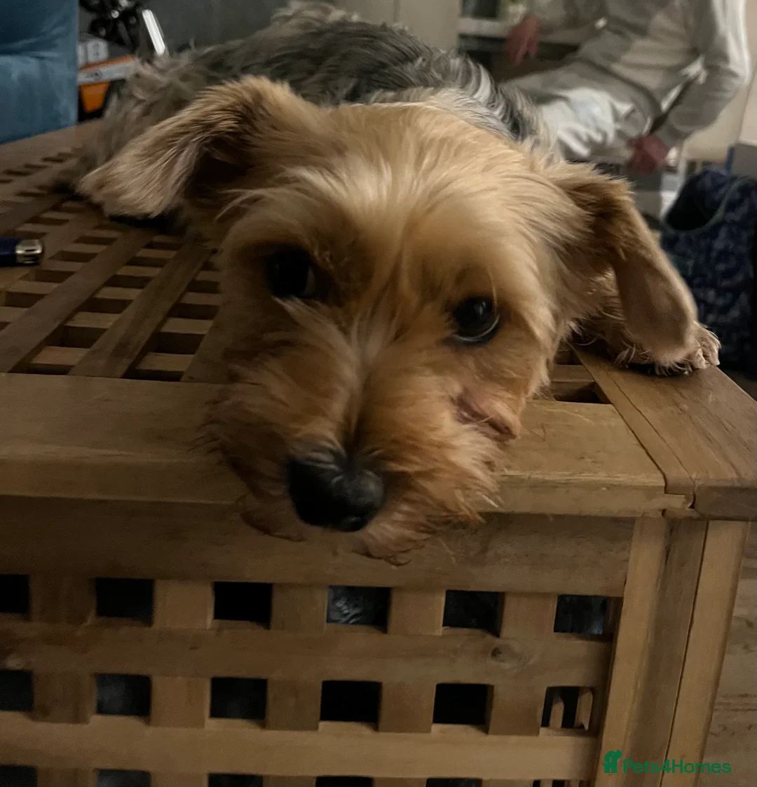 Yorkshire Terrier dogs for sale: READY NOW..PEDIGREE YORKSHIRE TERRIER FOR SALE - Advert 20