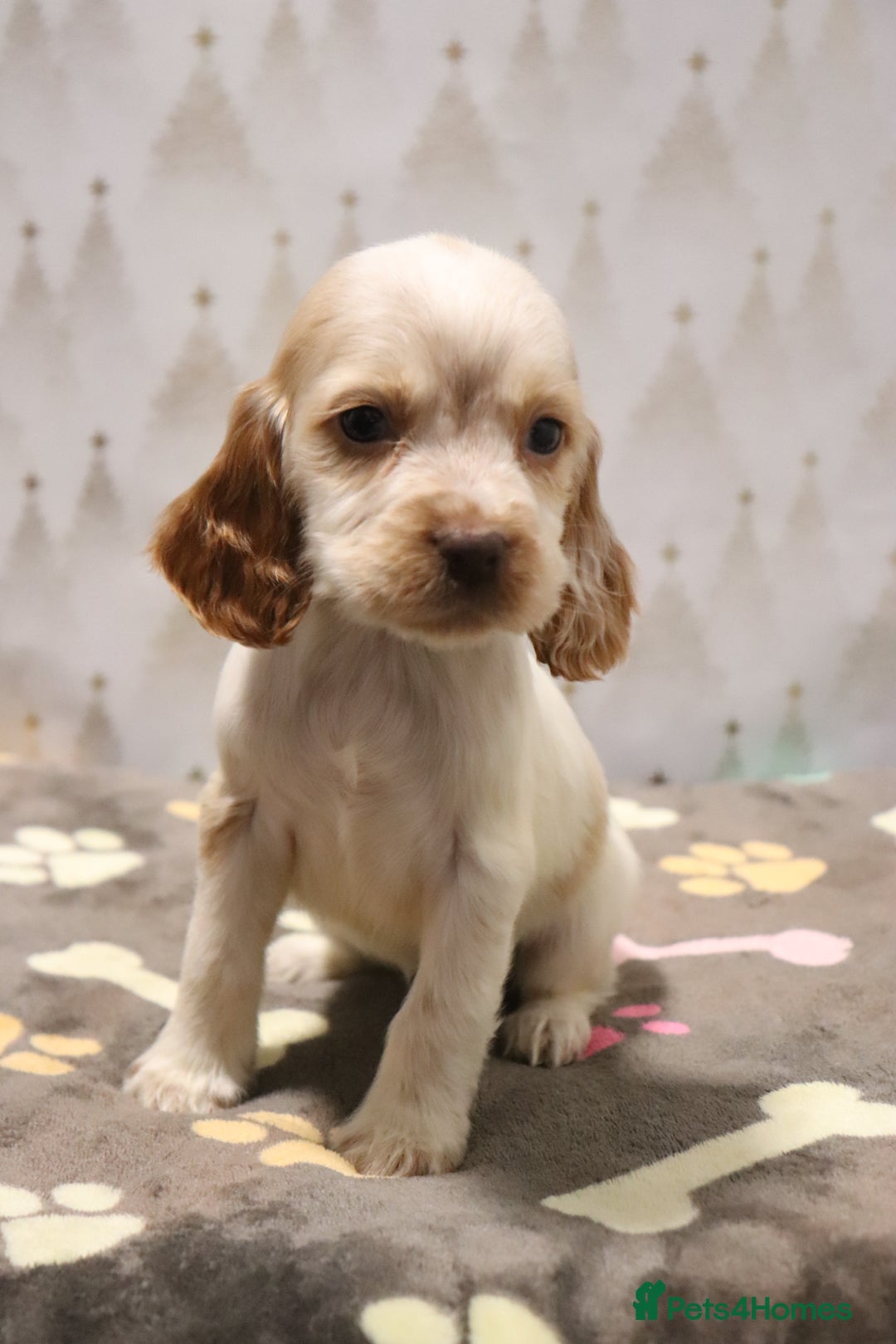 Cocker Spaniel dogs for sale: Fully Health Tested Cocker Spaniel Puppies  - Advert 9