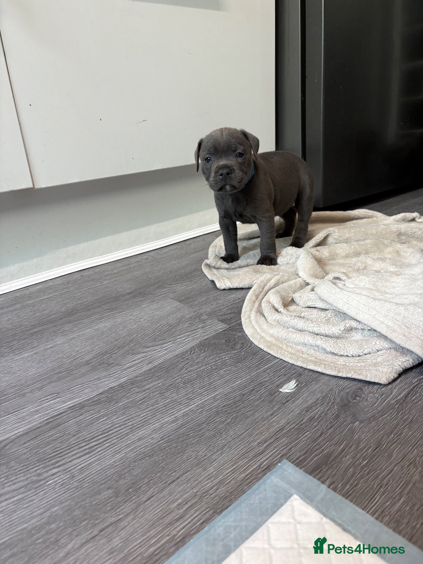 Staffordshire Bull Terrier dogs for sale: Blue Staff puppies ONE BOY LEFT  - Advert 1