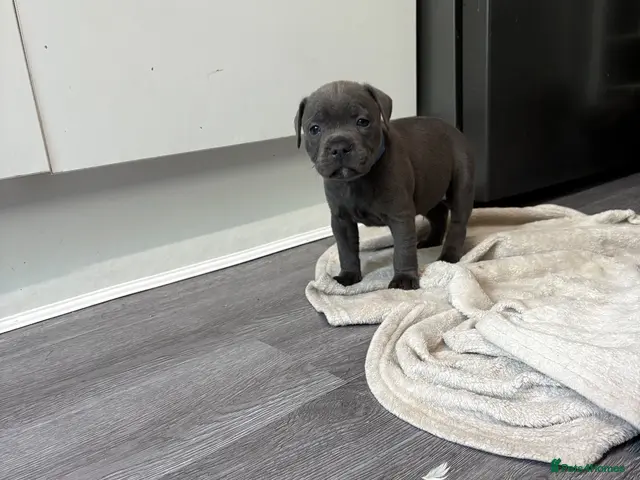 Staffordshire Bull Terrier dogs for sale: Blue Staff puppies ONE BOY LEFT - Advert 1