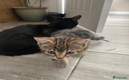 British Shorthair cats for sale: Beautiful, playful kittens  - Image 4