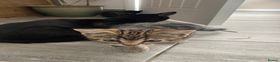 Male Tabby
