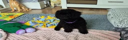 Cavapoo dogs for sale: Amazing Miniature cavapoo f1b puppies - Advert 12