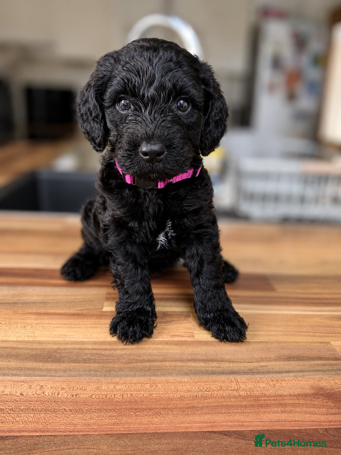 Cockapoo dogs ⭐ ONLY 1 BEAUTIFUL GIRL REMAINING -F1 Cockapoo - Advert 2
