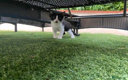 Mixed Breed cats for sale: 4 beautiful kittens, Bengal & British shorthair - Image 7