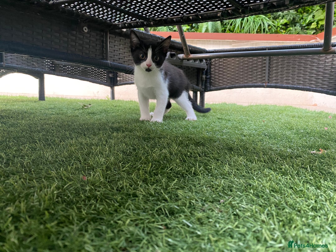 Mixed Breed cats for sale: 4 beautiful kittens, Bengal & British shorthair - Image 7