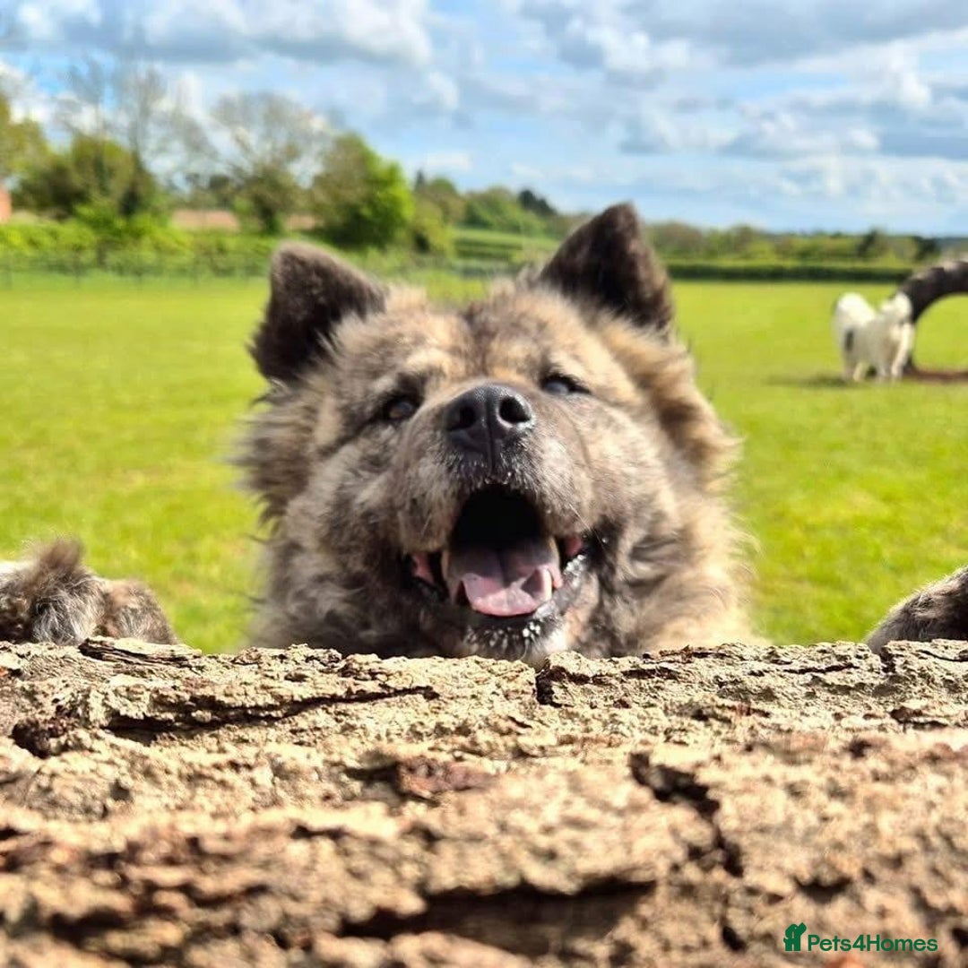 Mixed Breed dogs for adoption: Luna Chow - the people's princess 💜 in Kidderminster - Advert 12