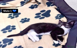 Domestic Shorthair cats for sale: 4 kittens available  - Image 3