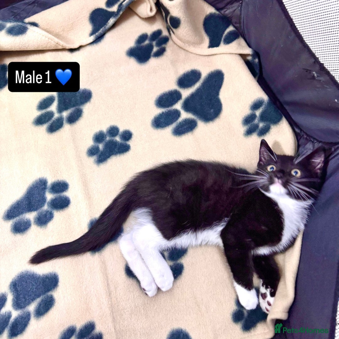 Domestic Shorthair cats for sale: 4 kittens available  - Image 3