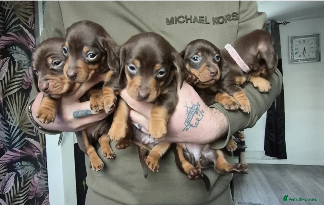 Miniature Dachshund dogs for sale: Beautiful miniature daschunds for sale in Wrexham - Advert 1