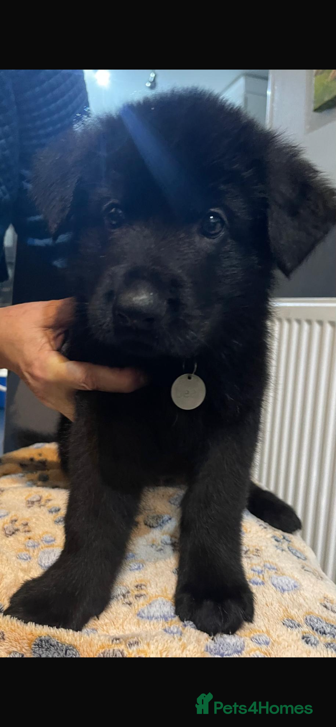 German Shepherd dogs for sale: KC Registered Big Bouncy German Shepherd Puppies - Advert 12