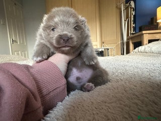 Pomeranian dogs - Advert 3