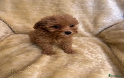 Toy Poodle dogs for sale: adorable toy poodle pups health tested  - Advert 14