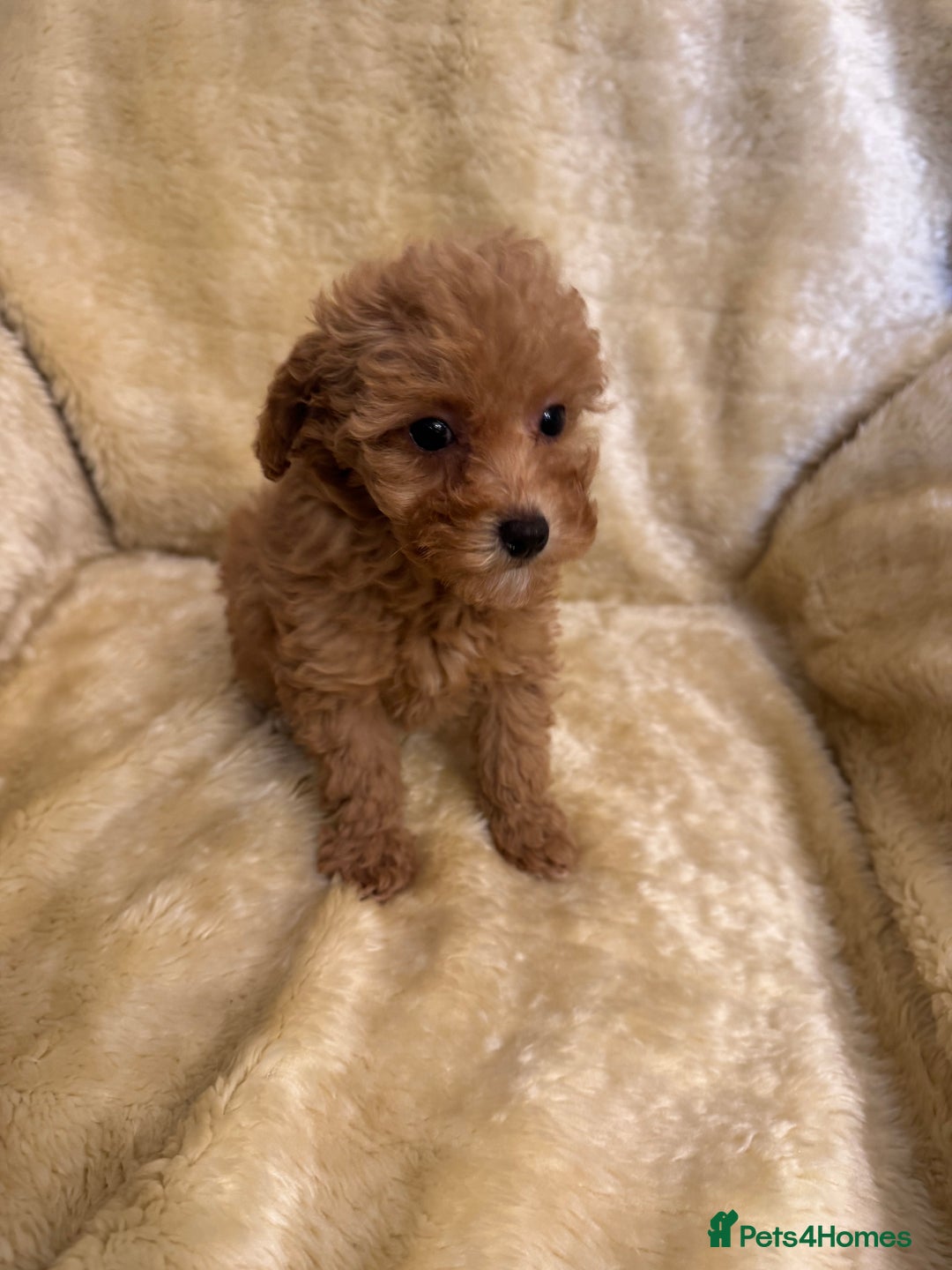 Toy Poodle dogs for sale: adorable toy poodle pups health tested  - Advert 14