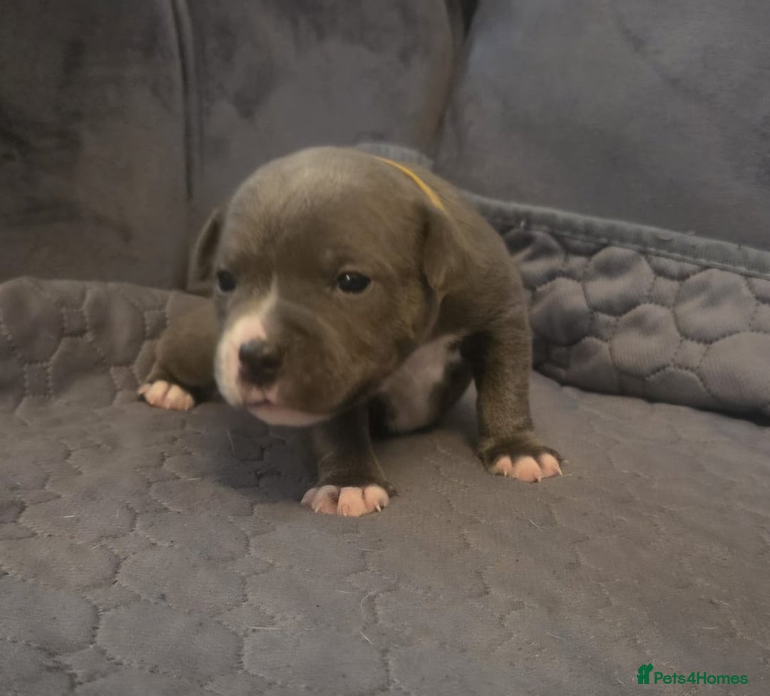 Staffordshire Bull Terrier dogs for sale: 5 staffordshire bull terrier puppies  - Advert 16