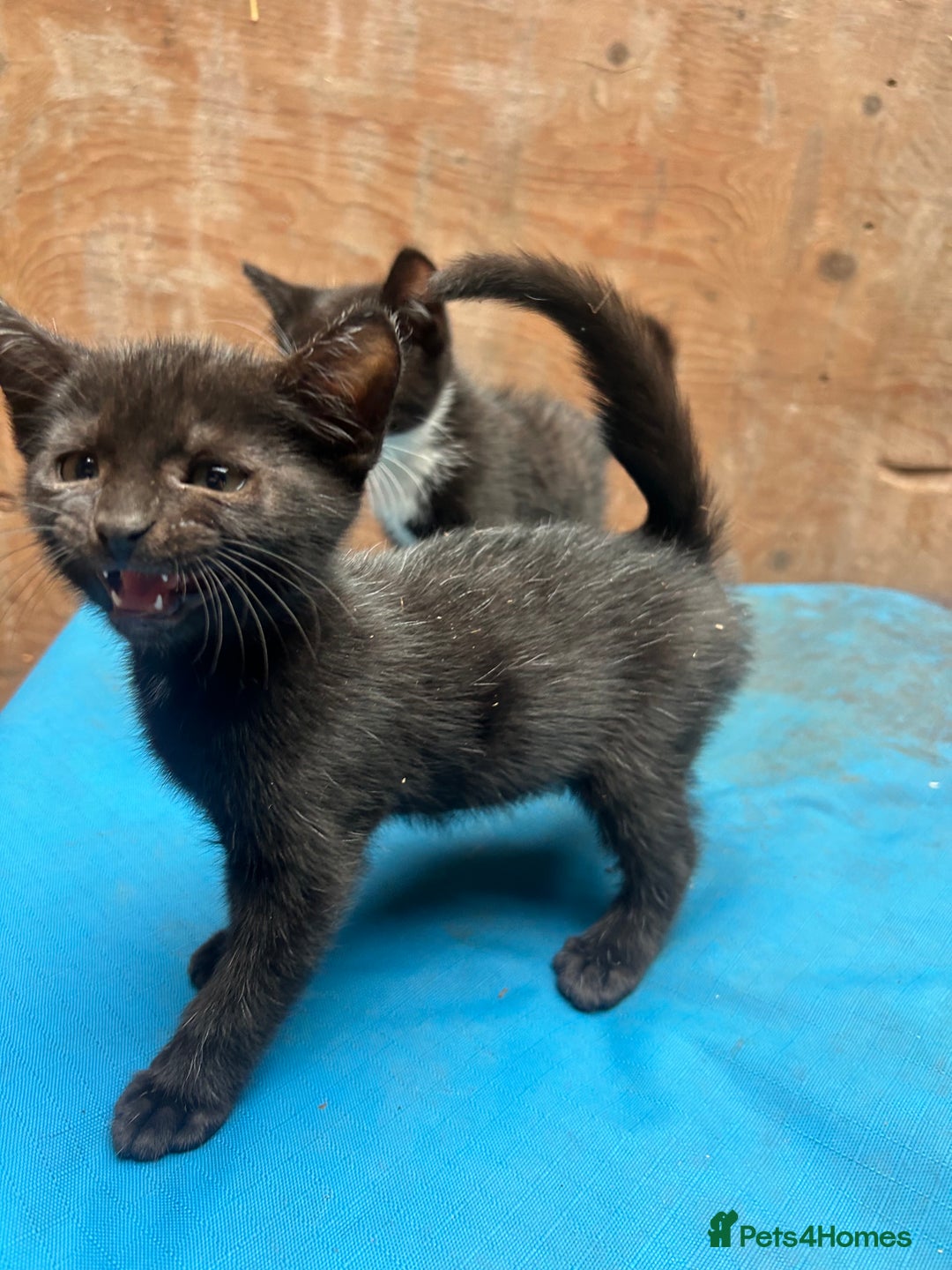 Mixed Breed cats for sale: 7 kittens looking for new home - Image 2