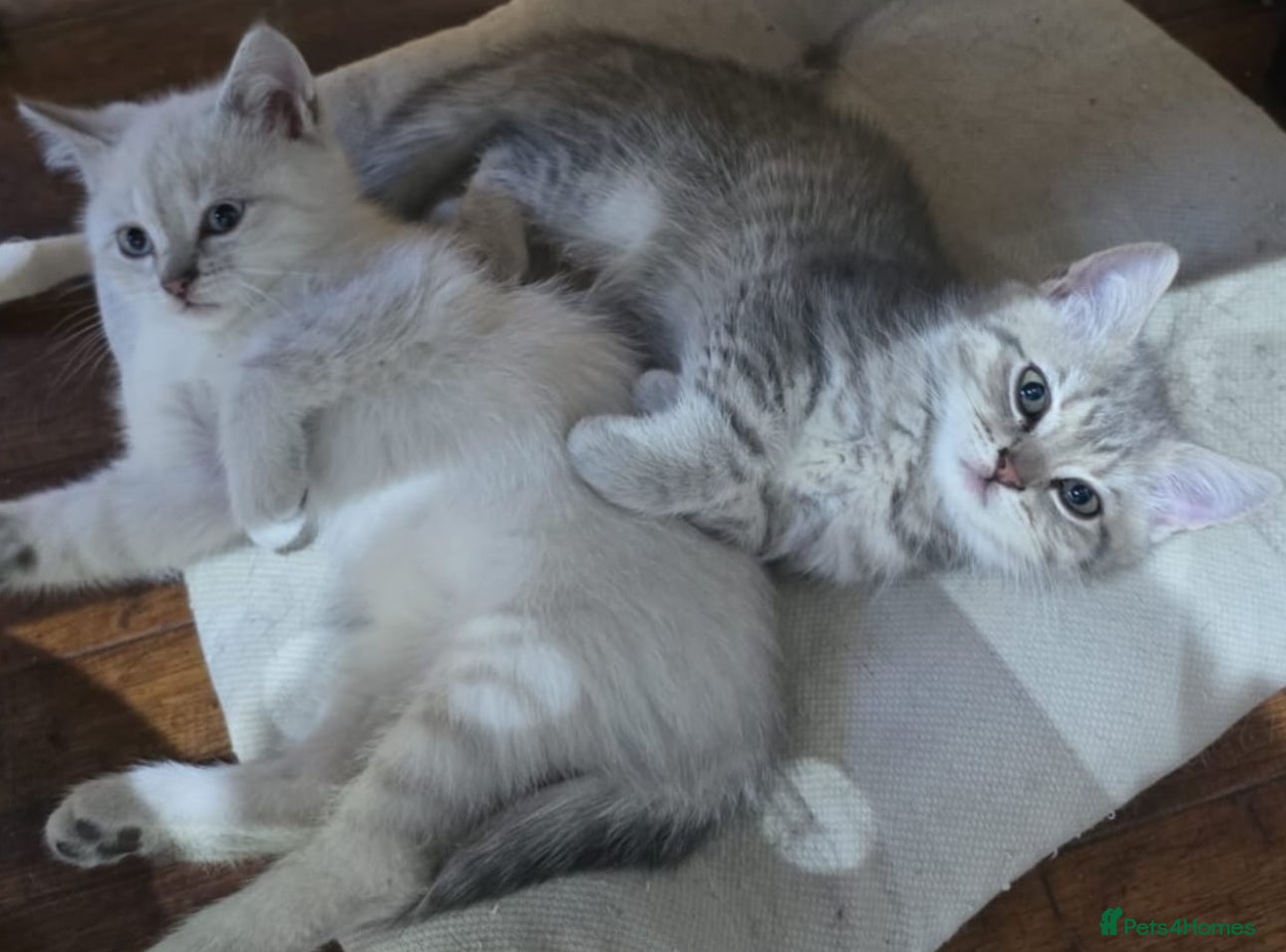 Scottish Fold cats for sale: READY SCOTTISH FOLD KITTENS (URGENT) - Advert 22
