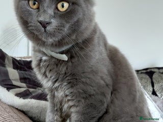 Mixed Breed cats 2 gorgeous boys for rehome - Advert 1